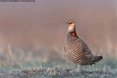 Greater Prairie-Chicken