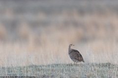 Greater Prairie-Chicken