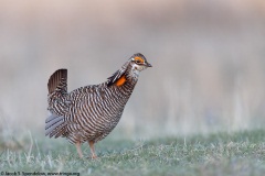 Greater Prairie-Chicken