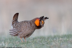 Greater Prairie-Chicken