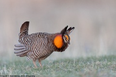 Greater Prairie-Chicken