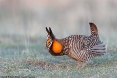 Greater Prairie-Chicken