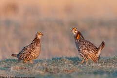 Greater Prairie-Chicken