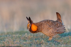 Greater Prairie-Chicken