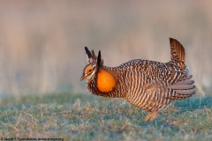 Greater Prairie-Chicken