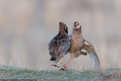 Greater Prairie-Chicken