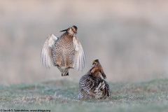 Greater Prairie-Chicken