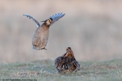 Greater Prairie-Chicken