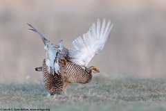 Greater Prairie-Chicken