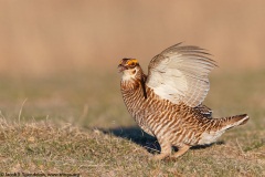 Greater Prairie-Chicken