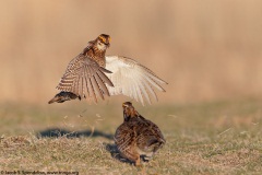 Greater Prairie-Chicken