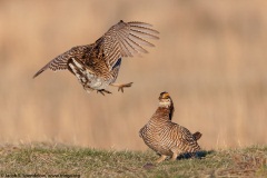 Greater Prairie-Chicken