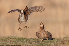 Greater Prairie-Chicken