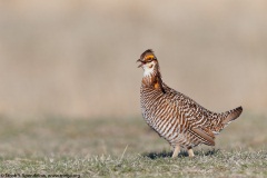 Greater Prairie-Chicken