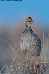 Lesser Prairie-Chicken