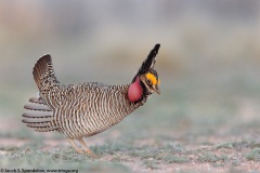 Lesser Prairie-Chicken