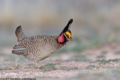 Lesser Prairie-Chicken