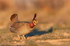 Lesser Prairie-Chicken