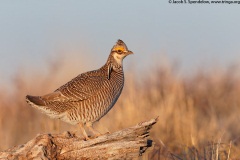 Lesser Prairie-Chicken