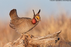 Lesser Prairie-Chicken