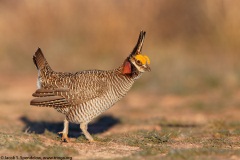 Lesser Prairie-Chicken