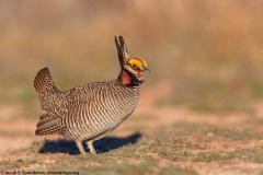 Lesser Prairie-Chicken