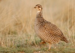 Lesser Prairie-Chicken