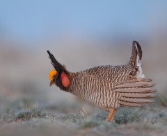 Lesser Prairie-Chicken