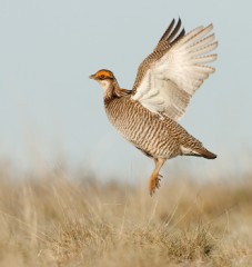 Lesser Prairie-Chicken