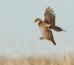 Lesser Prairie-Chicken