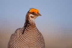 Lesser Prairie-Chicken