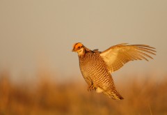 Lesser Prairie-Chicken