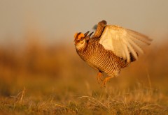 Lesser Prairie-Chicken