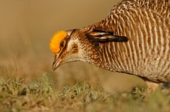 Lesser Prairie-Chicken