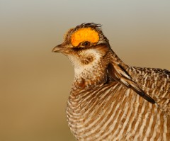 Lesser Prairie-Chicken