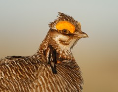 Lesser Prairie-Chicken