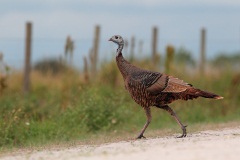 Wild Turkey