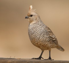 Scaled Quail