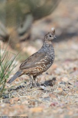 Scaled Quail