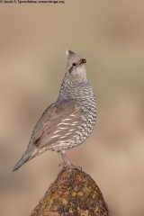 Scaled Quail