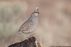 Scaled Quail