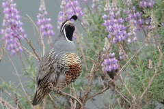 California Quail