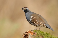 California Quail