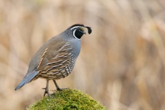 California Quail