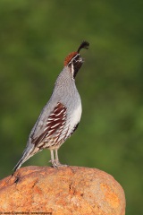 Gambels Quail