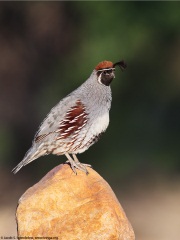 Gambel's Quail