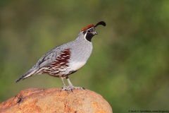 Gambel's Quail