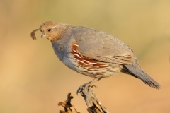 Gambel's Quail