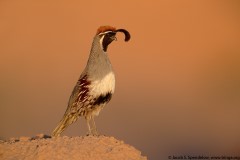 Gambel's Quail