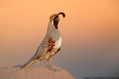 Gambel's Quail